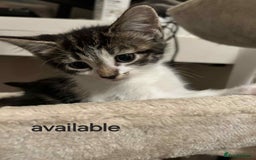Mixed Breed cats for sale: 3 beautiful kittens - Image 3