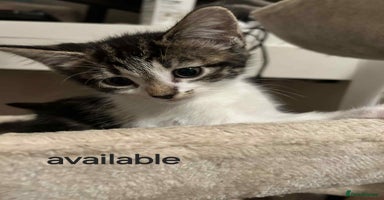 Mixed Breed cats - Advert 7