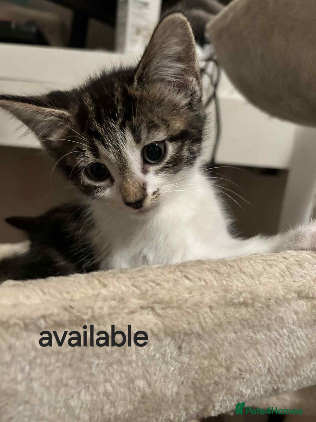 Mixed Breed cats for sale: 3 beautiful kittens - Image 3