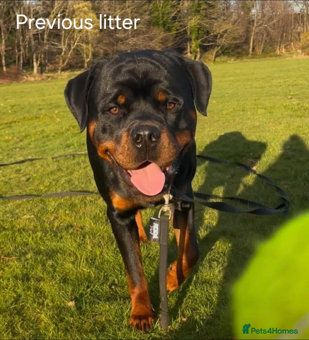 Rottweiler dogs for sale: 🩷BIG VIN GIRLS AVAILABLE🩷 - Advert 21