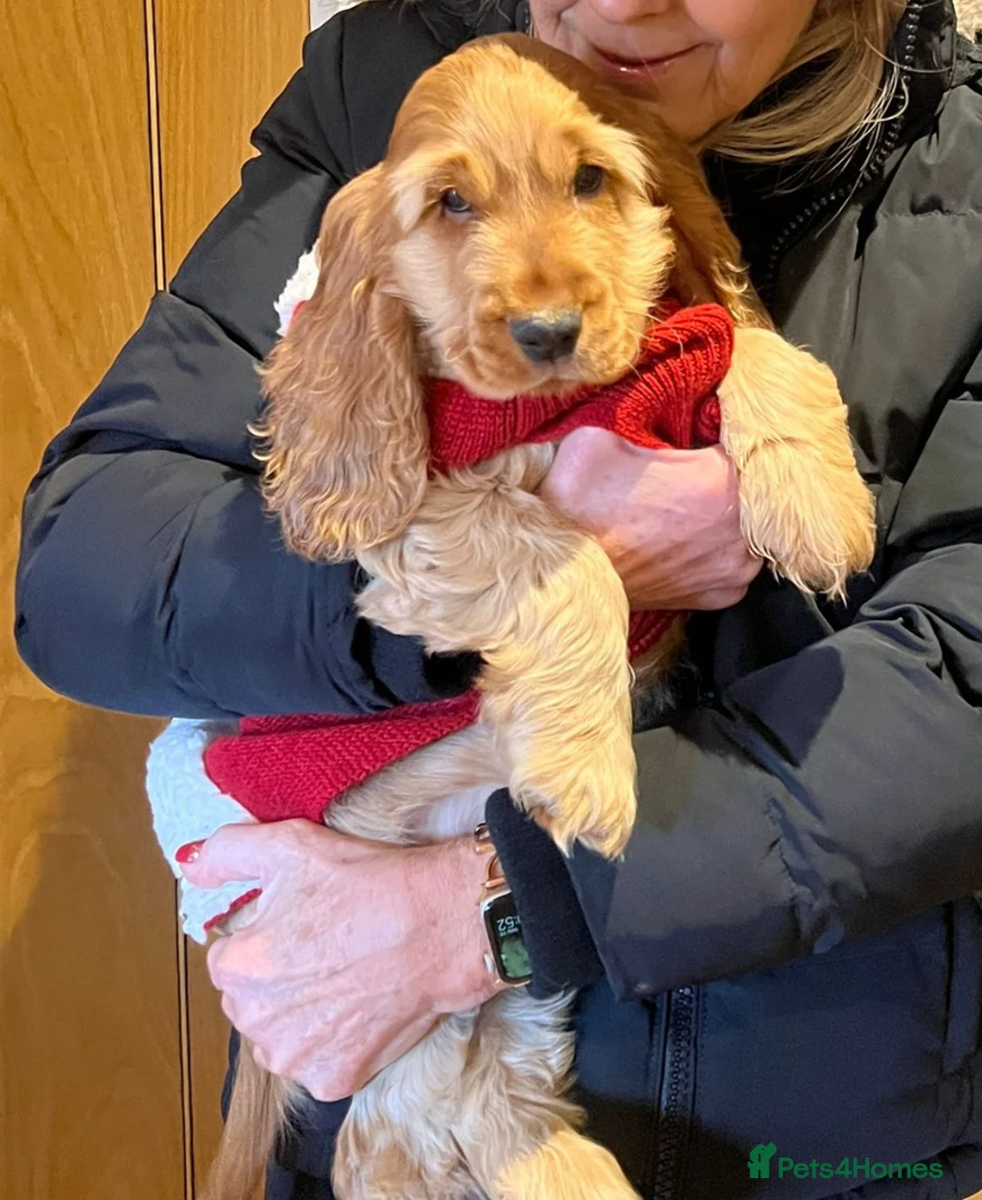 Cocker Spaniel dogs for stud: LUDO - GOLDEN Show Cocker Pedigree Stud TOP Tested in Bradford-on-Avon - Advert 19