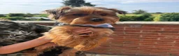 Yorkshire Terrier dogs for sale: Yorkshire terrier male 12 months  in Burntwood - Advert 3