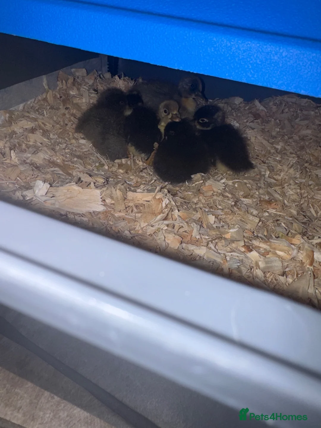 Ducks poultry for sale: Indian runner ducklings  in Selby - Advert 4