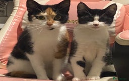 Mixed Breed cats for sale: Calico & Mixed Breed - Image 5