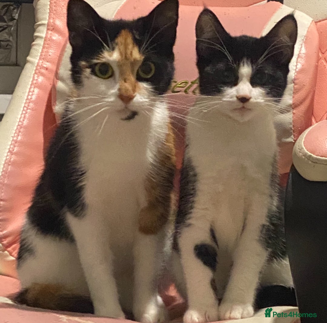 Mixed Breed cats for sale: Calico & Mixed Breed - Image 5