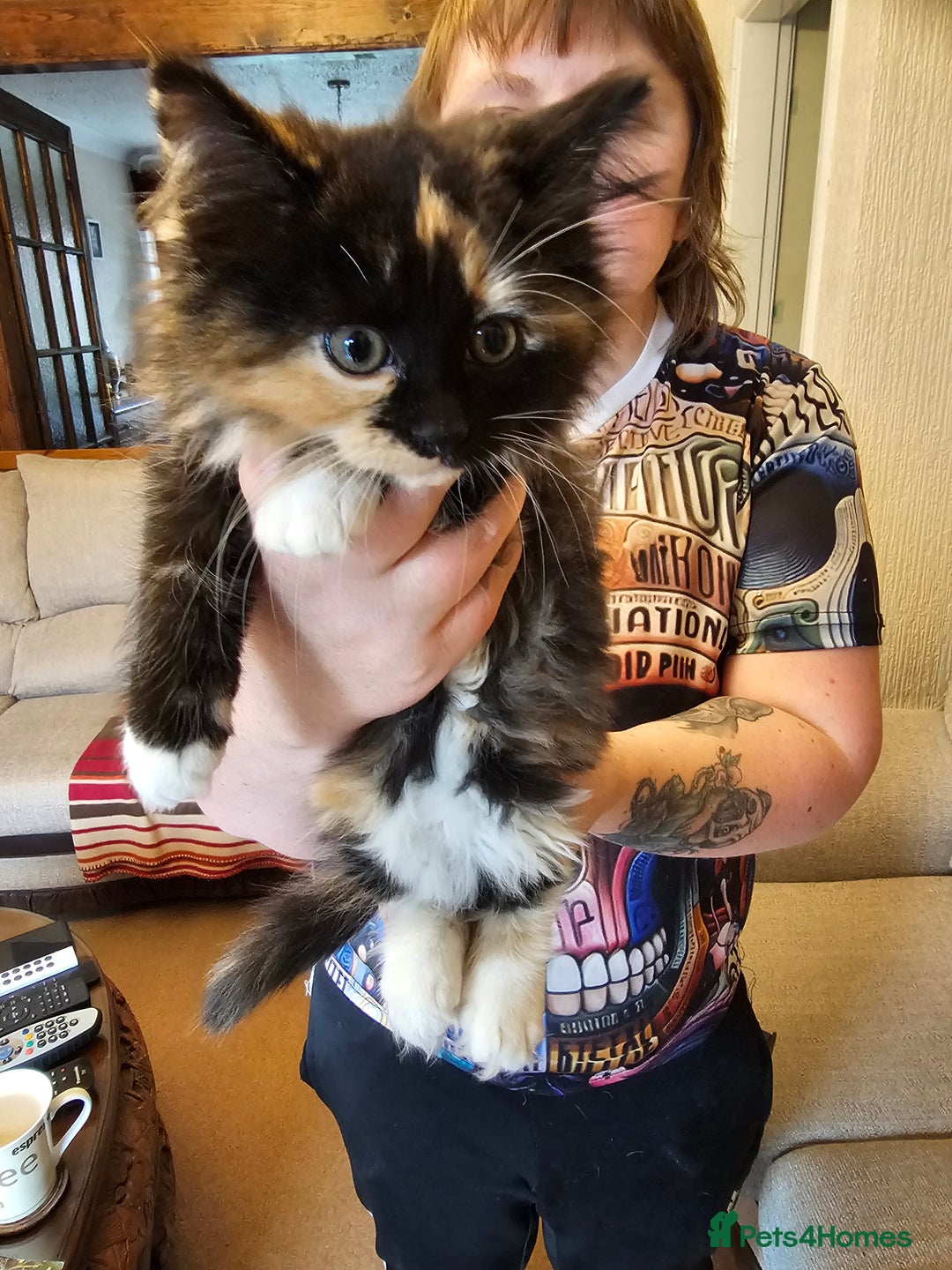 Maine Coon cats for sale: Four gorgeous girls  - Image 3