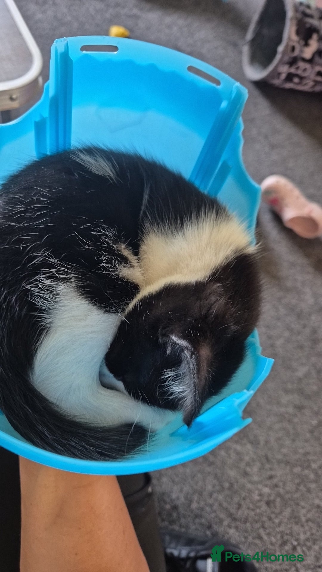 Mixed Breed cats for sale: 2 gorgeous mixed colour boys - Image 4