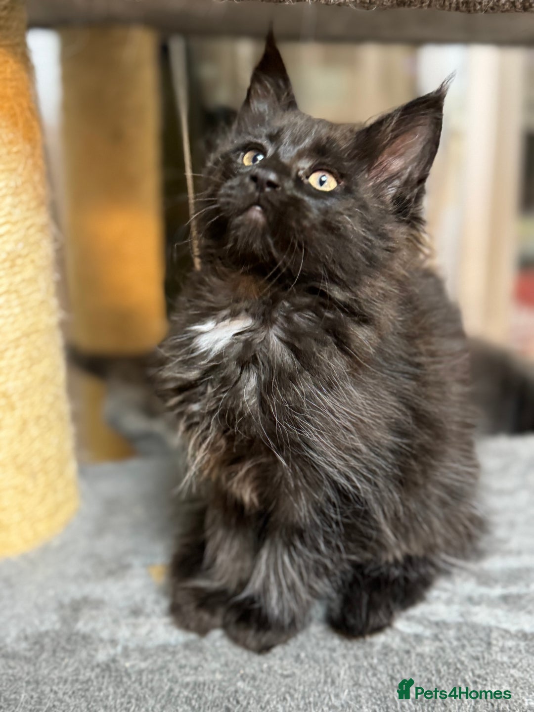 Maine Coon cats for sale: Adorable pure breed Maine coon Kittens’s for sale - Advert 36