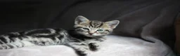 Mixed Breed cats for sale: ADORABLE KITTENS - Advert 4