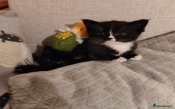 Domestic Shorthair cats for sale: kittens - Image 14