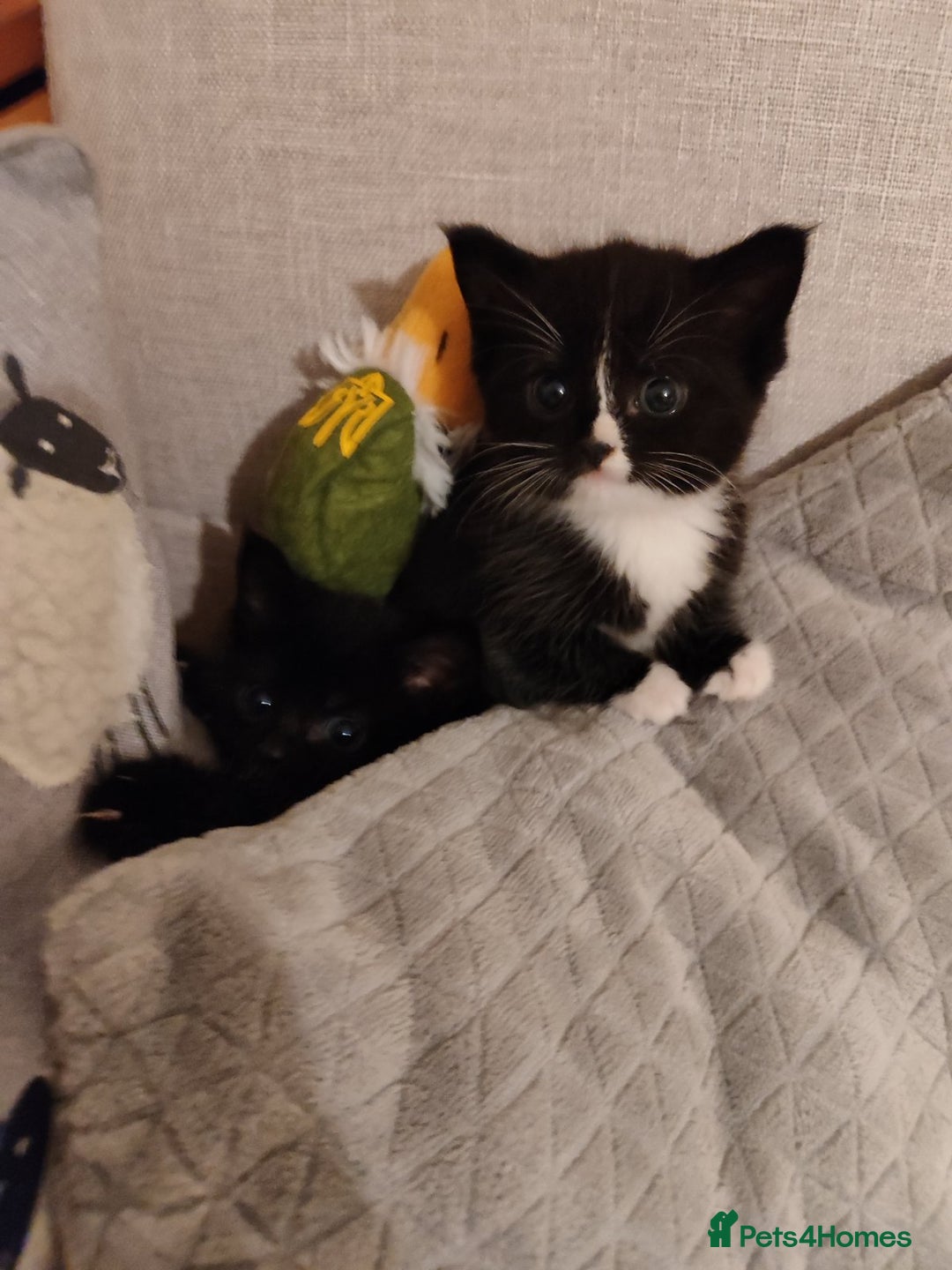 Domestic Shorthair cats for sale: kittens - Image 14