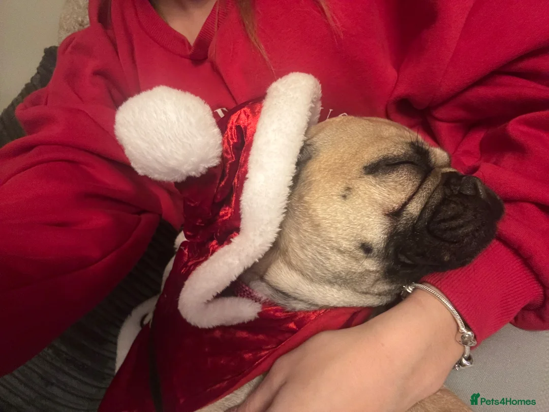 Frug dogs for sale: Frenchi x pug - Advert 2