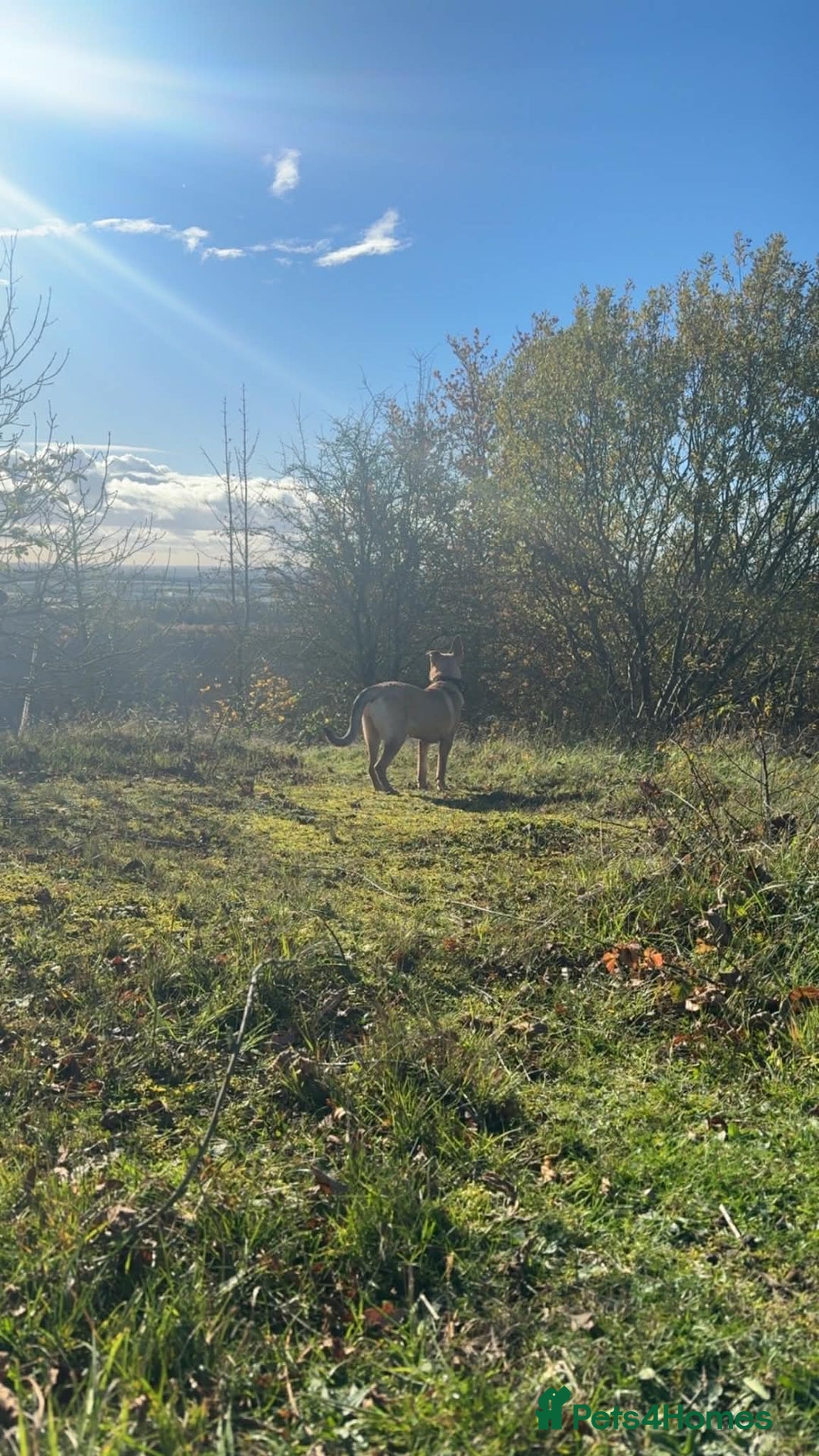 Belgian Shepherd Dog dogs for sale: Malinoise Female 9 month Old  - Advert 3