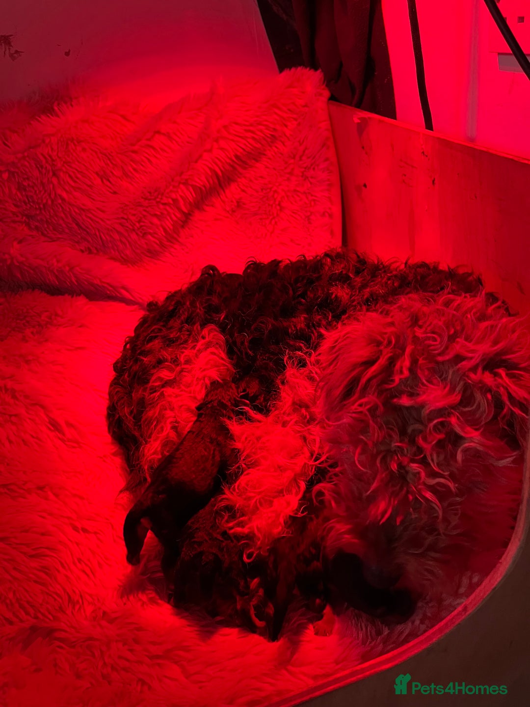 Welsh Terrier dogs for sale: A STUNNING LITTER OF WELSIES - Advert 11