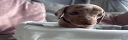 Miniature Dachshund dogs for sale: Miniature dachshunds  - Advert 5