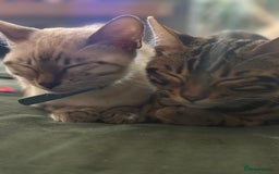 Bengal cats for sale: Bengal Babies ready now. ONE GIRL LEFT.  - Image 17