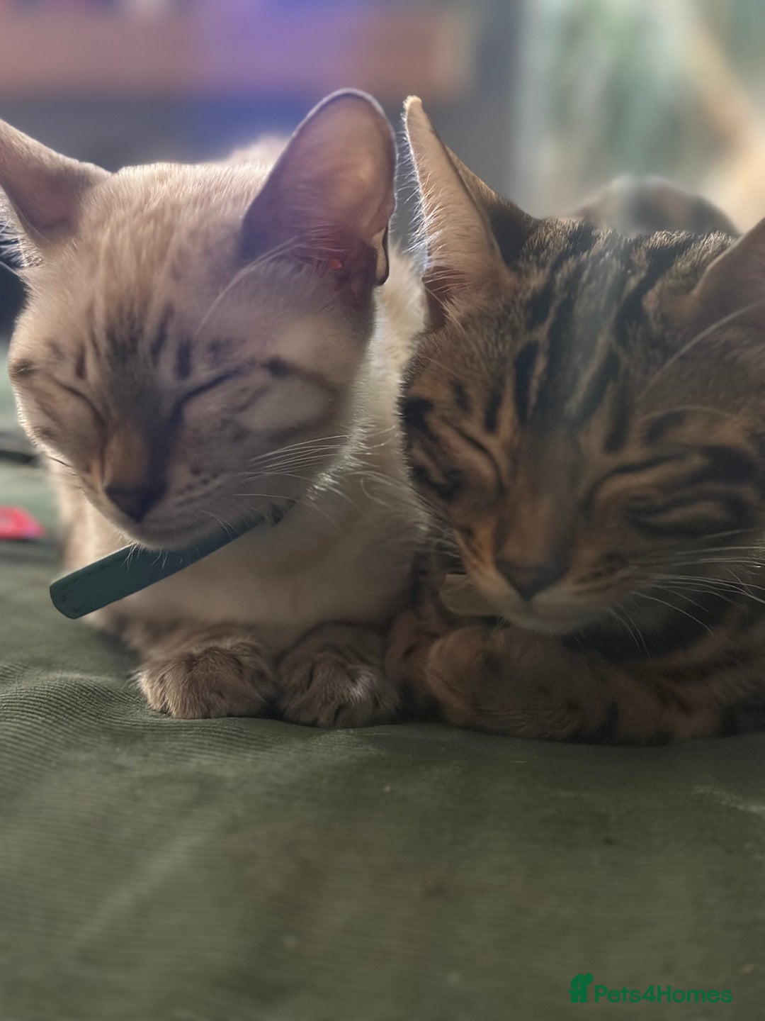 Bengal cats for sale: Bengal Babies ready now. ONE GIRL LEFT.  - Image 17