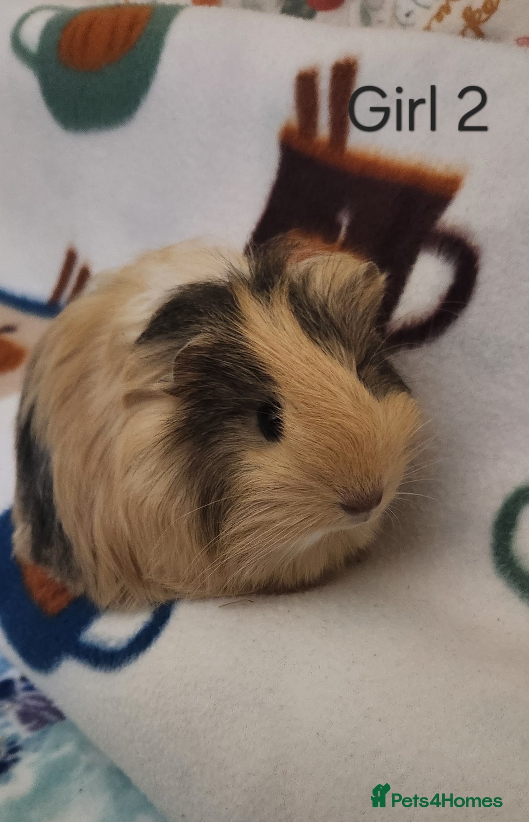 Guinea Pig rodents for sale: Cute Guinea Pigs - Advert 2