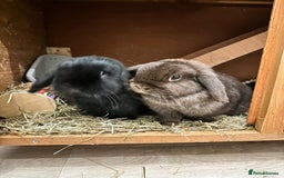 Mini Lop rabbits for sale: 2 mini lop ear rabbits plus full setup  - Image 1