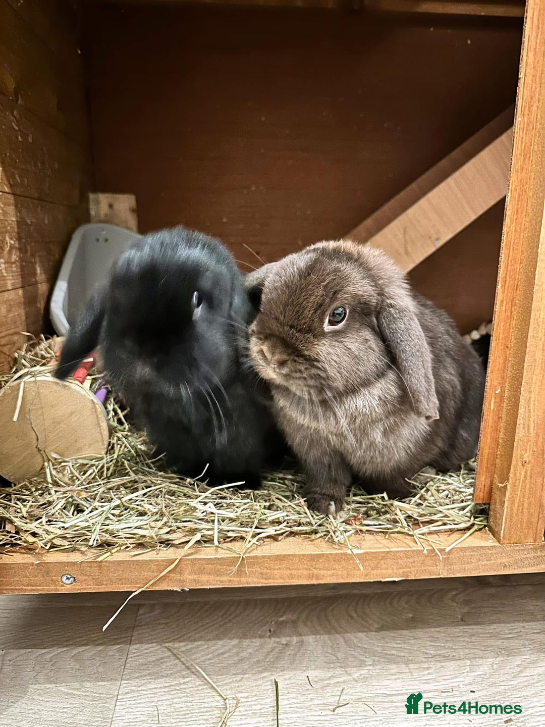 Mini Lop rabbits for sale: 2 mini lop ear rabbits plus full setup  - Image 1