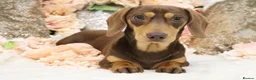Miniature Dachshund dogs for sale: KC Miniature Dachshund Puppies - Advert 15