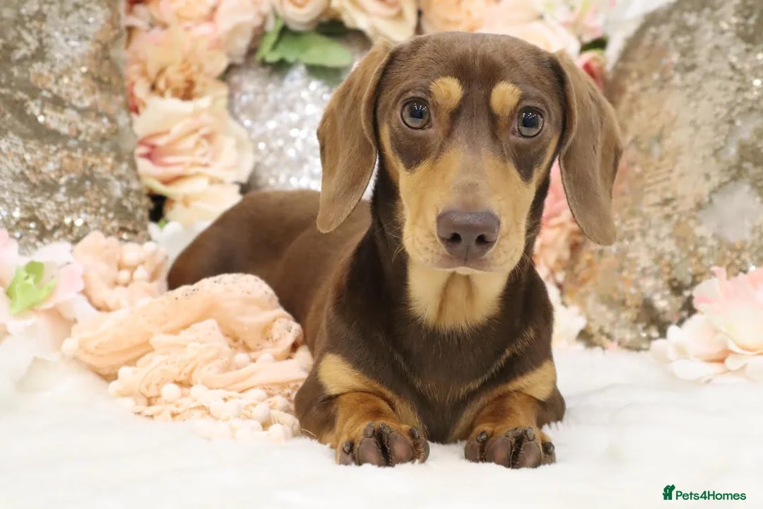 Miniature Dachshund dogs for sale: KC Miniature Dachshund Puppies - Advert 15