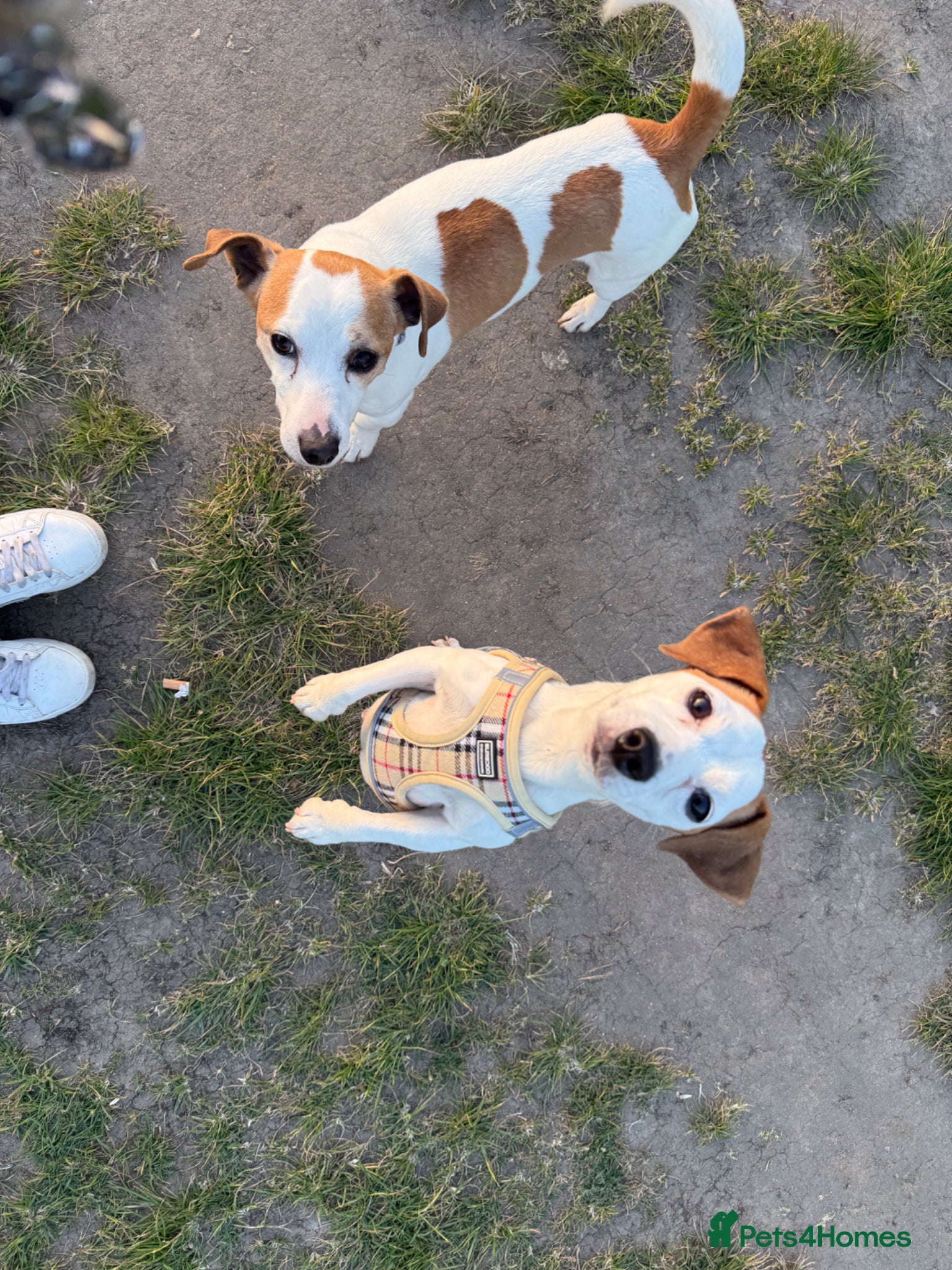 Jack Russell dogs Jack Russell  - Advert 1
