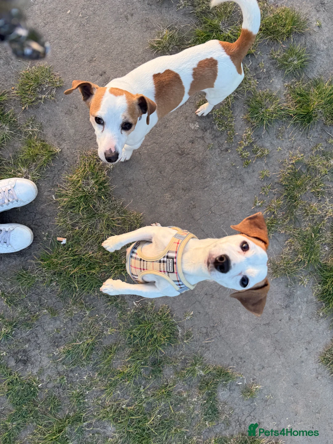 Jack Russell dogs for sale: Jack Russell  in London - Advert 1