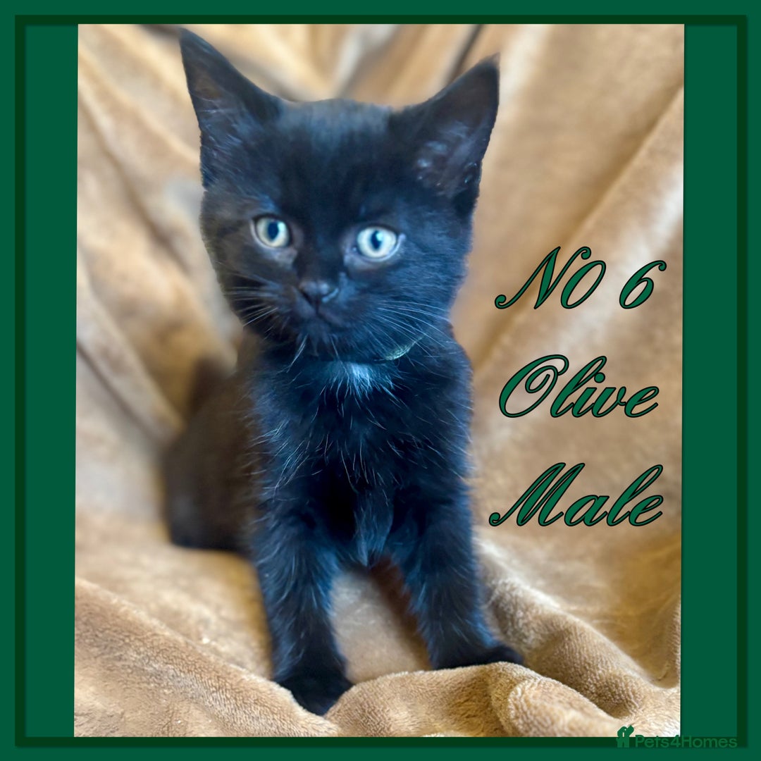 Mixed Breed cats for sale: Grey &Black mixed breed kittens  - Image 6