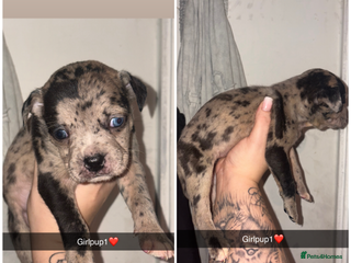 Mixed Breed dogs Puppies looking for their forever homes. - Advert 1