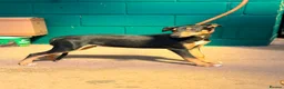 Lurcher dogs for sale: Quality Lurcher pups  - Advert 13