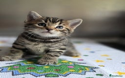 Bengal cats for sale: Kittens x bengal  - Advert 32