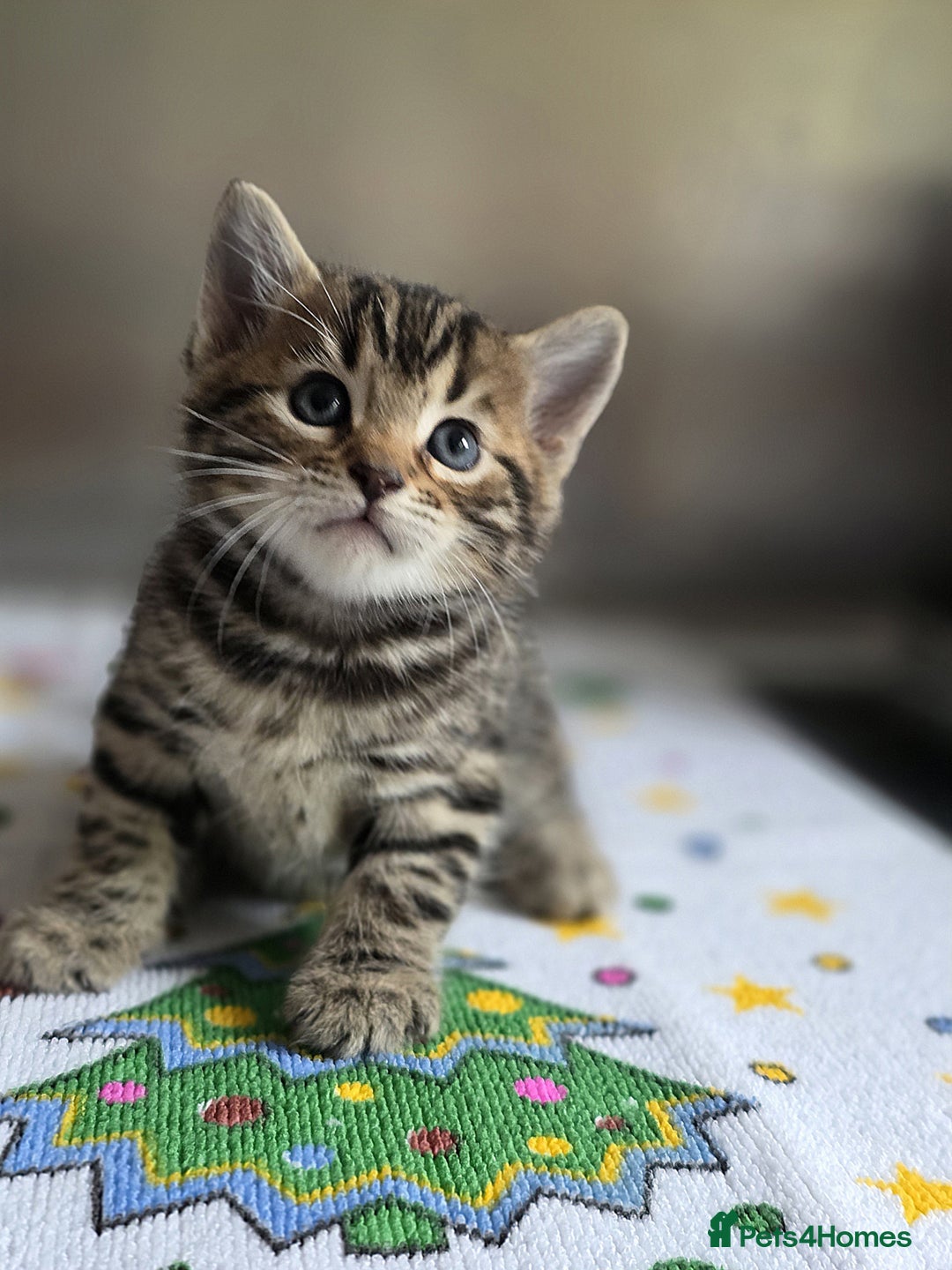 Bengal cats for sale: Kittens x bengal  - Advert 32