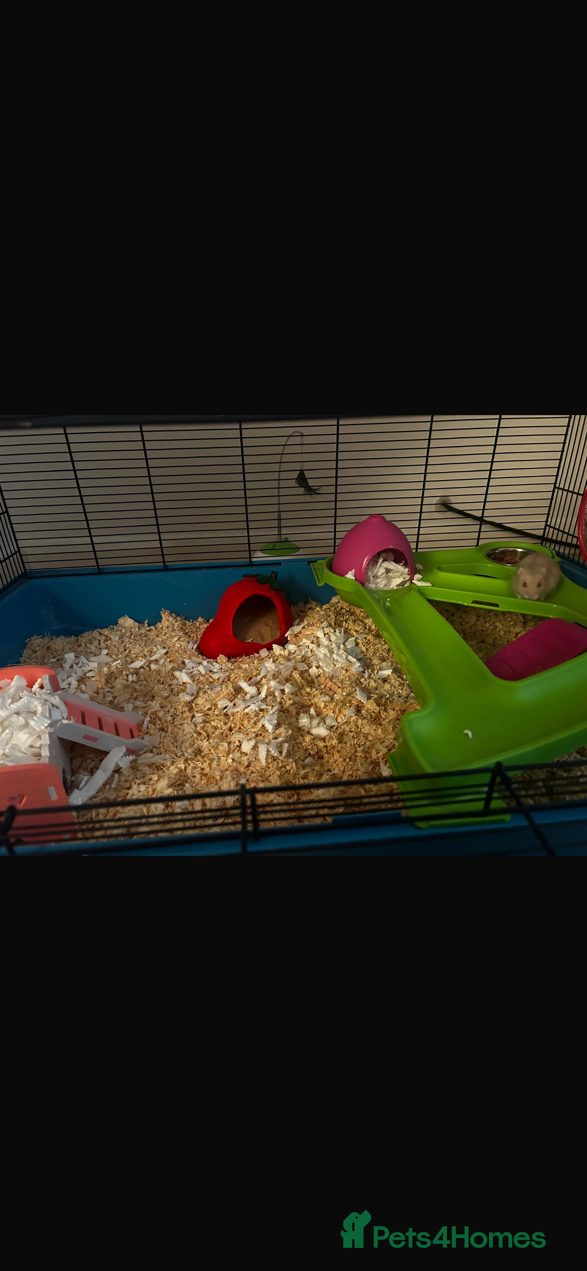 Hamster rodents Albino Hamster in Coventry - Advert 2