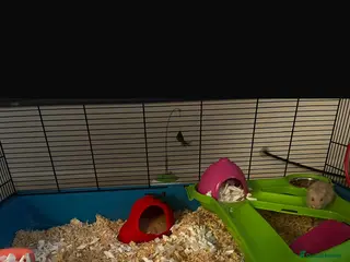 Hamster rodents Albino Hamster in Coventry - Advert 2