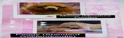 Mini Goldendoodle dogs for sale: Miniature Goldendoodle Puppies Due!!!  in Gainsborough - Advert 1