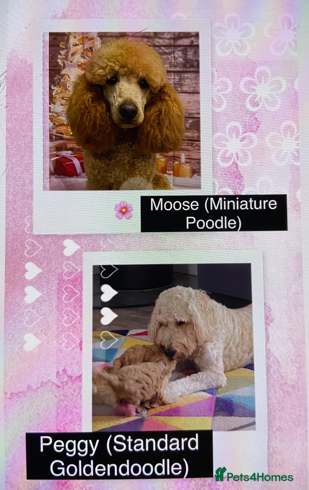 Mini Goldendoodle dogs for sale: Miniature Goldendoodle Puppies Due!!!  in Gainsborough - Advert 1