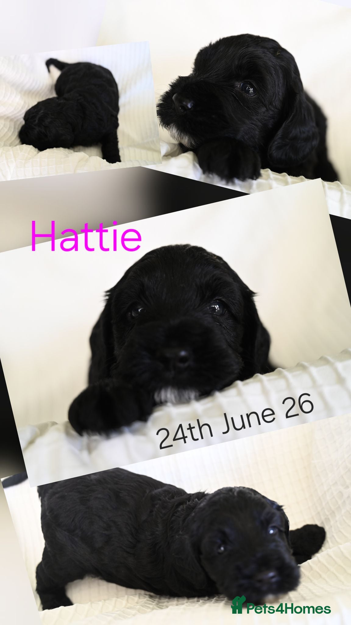 Cockapoo dogs 🐾F2 Cockapoos Puppies Wiltshire💗💗💗💙💙 - Advert 2