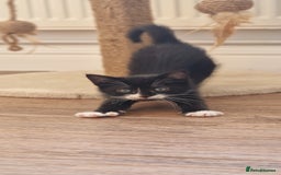 Domestic Shorthair cats for sale: 2 Male kittens available - Image 2