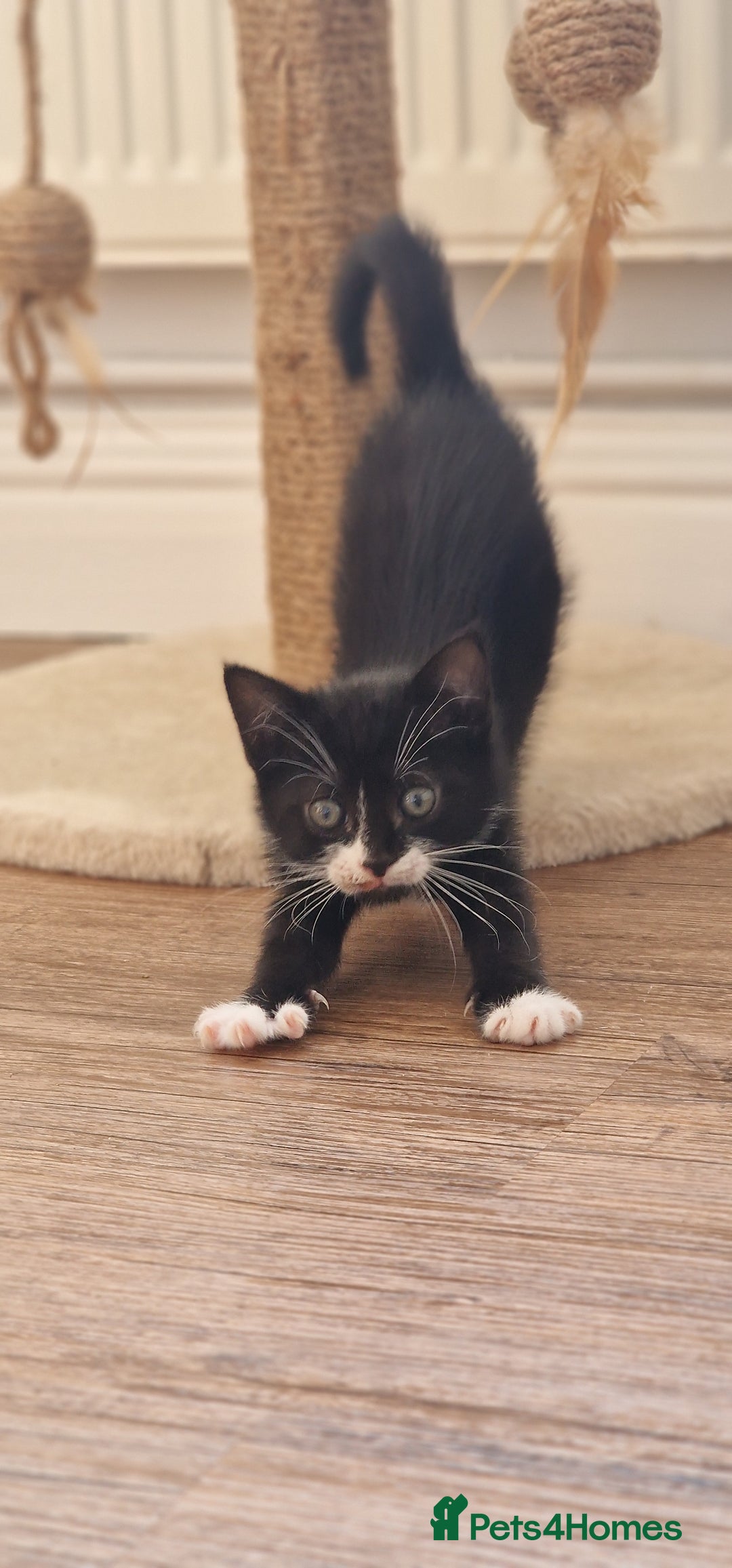 Domestic Shorthair cats for sale: 2 Male kittens available - Image 2
