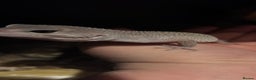 Leopard Gecko reptiles for sale: Young leopard gecko with full set up - Advert 2