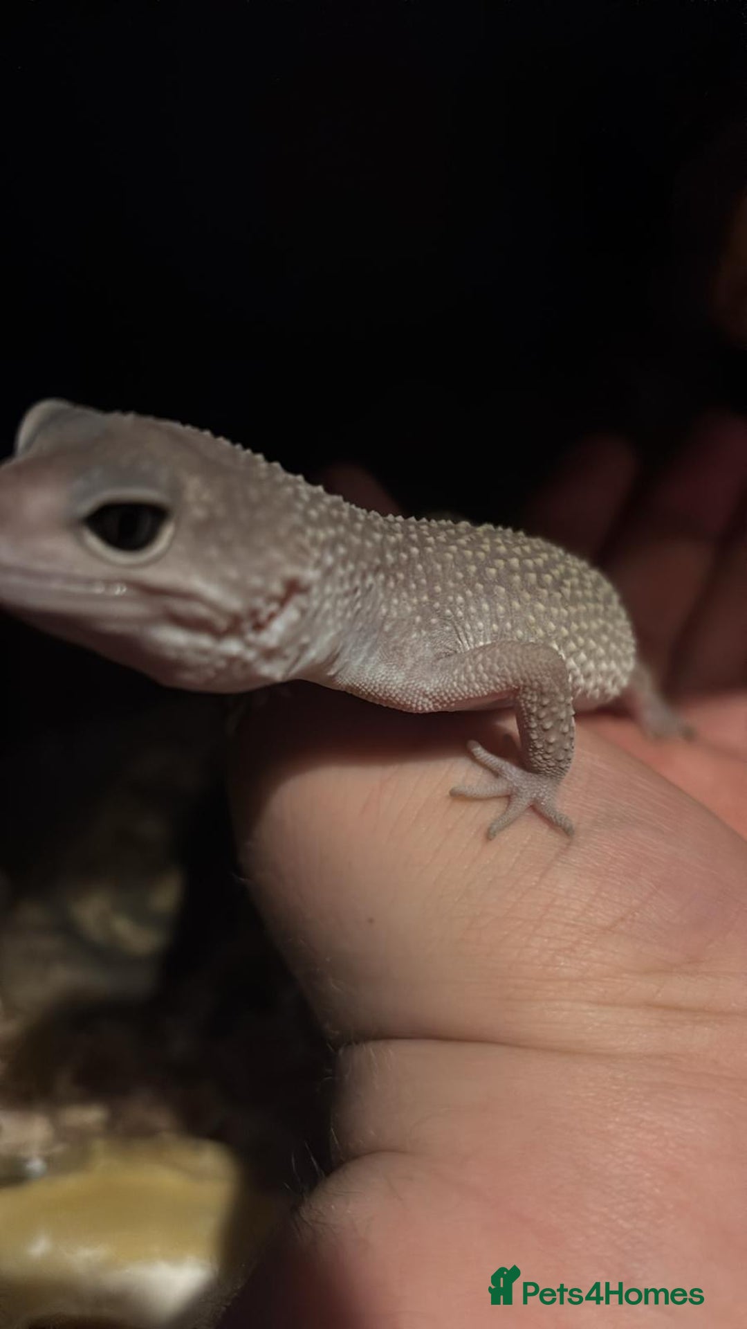 Leopard Gecko reptiles for sale: Young leopard gecko with full set up - Advert 2
