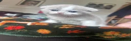 Scottish Fold cats for sale: Scottish fold kittens - Advert 4