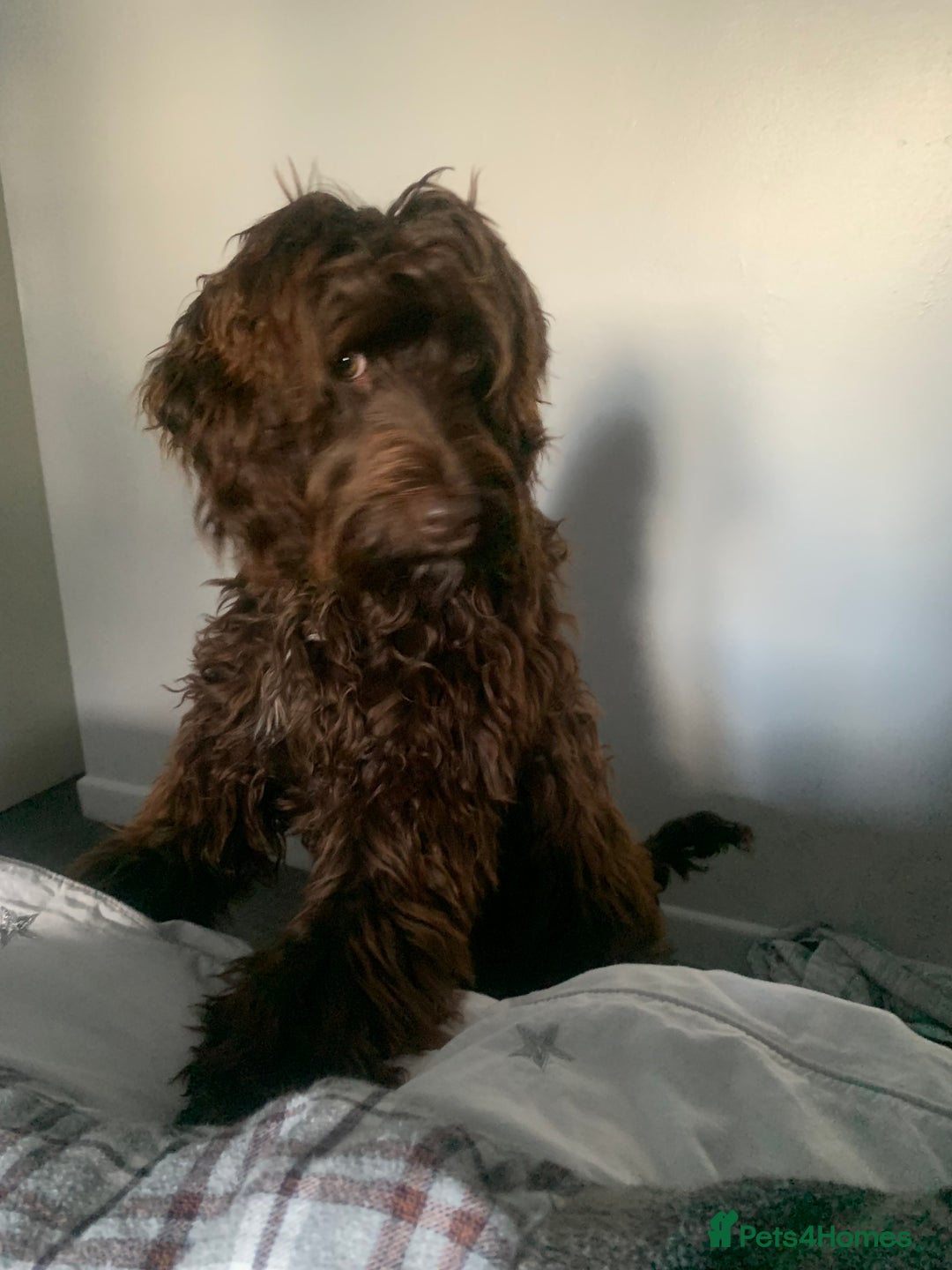 Cockapoo dogs for sale: 1 year old male cockapoo  - Advert 19