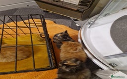 Mixed Breed cats for sale: Beautiful kittens - Image 5