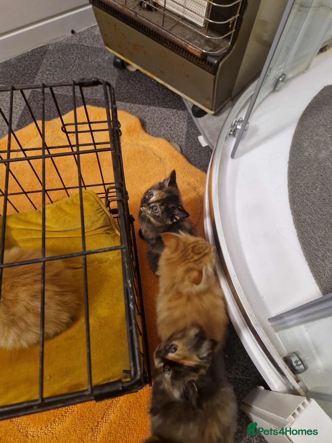 Mixed Breed cats for sale: Beautiful kittens - Image 5