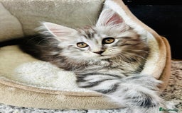 Maine Coon cats for sale: Mainecoon kittens  - Image 16