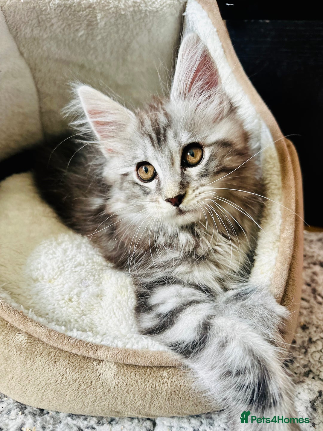 Maine Coon cats for sale: Mainecoon kittens  - Image 16