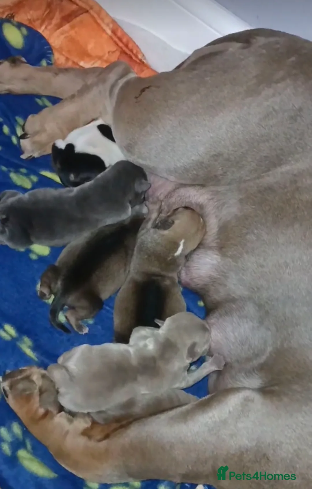 American Bully dogs for sale: RemiXzorro breeding  - Advert 9