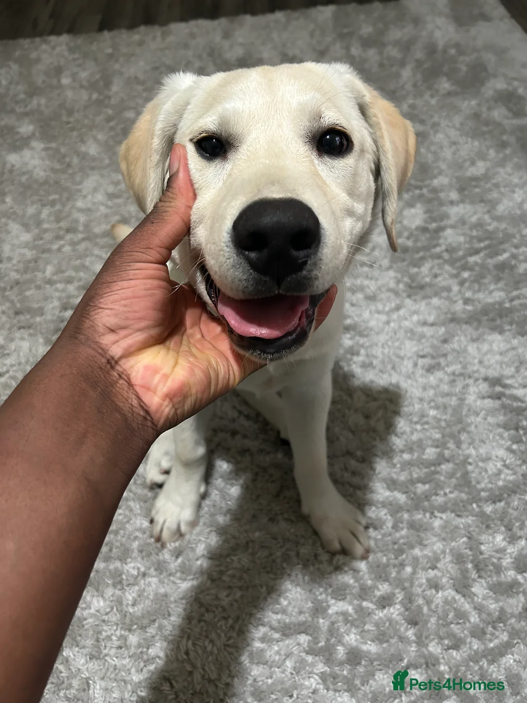 Labrador Retriever dogs for sale: Welcome Anjola, 9-month old Labrador, to your home - Advert 21